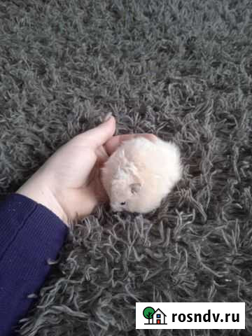 Ангорские Хомяки Курган - изображение 1