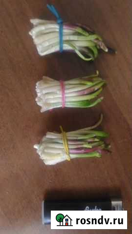 Колба свежая, таёжная Заринск - изображение 1