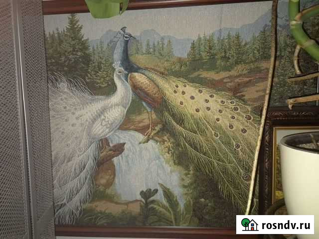 Павлины Тверь - изображение 1