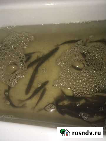 Живец Череповец - изображение 1