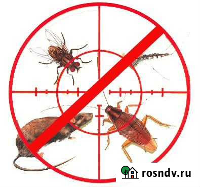 Уничтожение Тараканов,Клопов,Грызунов в Хабаровске Хабаровск - изображение 1
