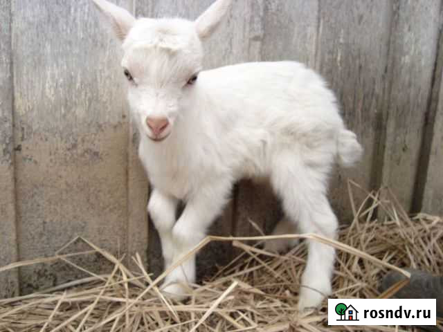 Козы дойные оптом Ишимбай - изображение 1