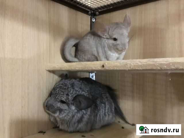 Шиншилла светлая пастель,на,нф Москва - изображение 1