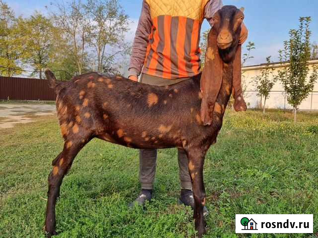 Камори Тихорецк - изображение 1