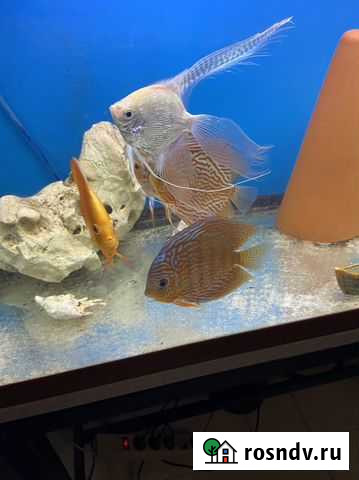 Дискусы Копейск - изображение 1