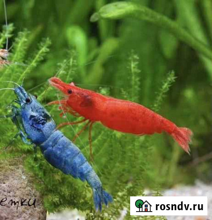 Креветки красная сакура, голубая мечта Уфа - изображение 1