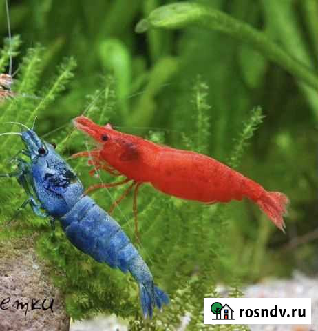 Креветки красная сакура, голубая мечта Уфа - изображение 1