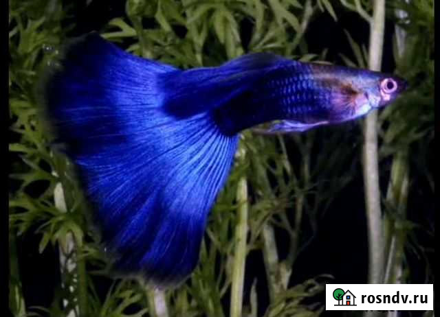 Аквариумные рыбки Златоуст - изображение 1