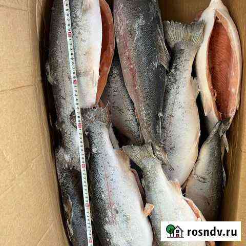 Рыба Форель Морская Шатура