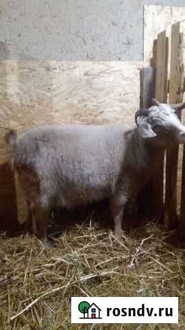 Козы Петров Вал - изображение 1