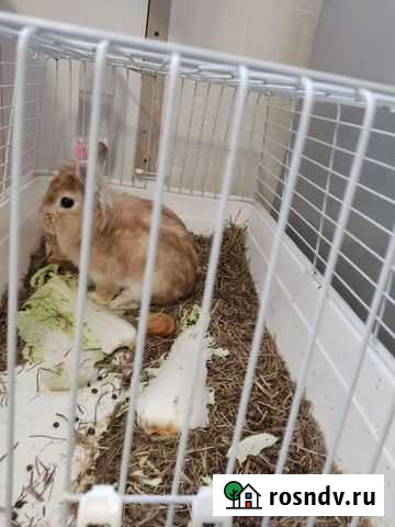 Декоративный кролик Ачинск - изображение 1