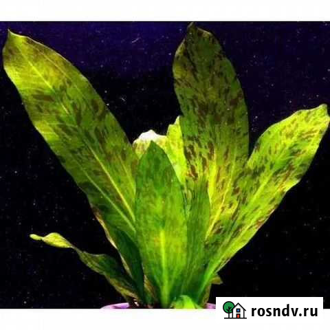 Аквариум Камень-на-Оби - изображение 1