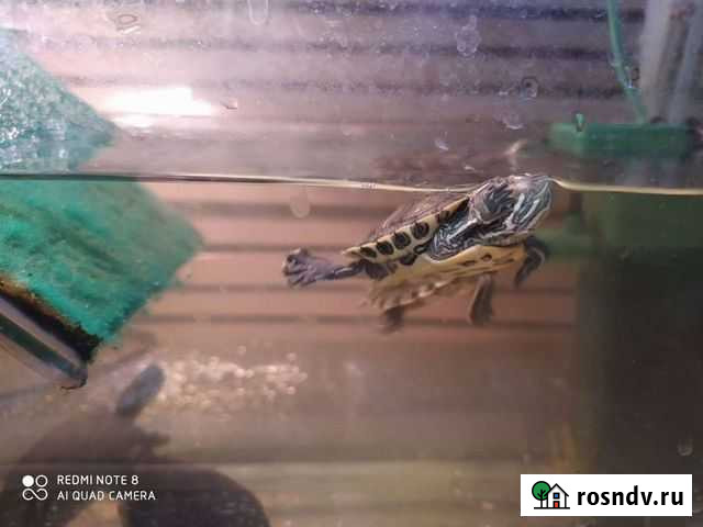 Красноухие черепашки Нальчик - изображение 1