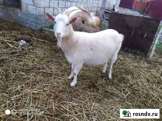 Козы Самашки - изображение 1