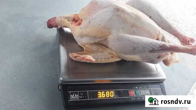 Настоящая домашняя индейка Городище - изображение 1