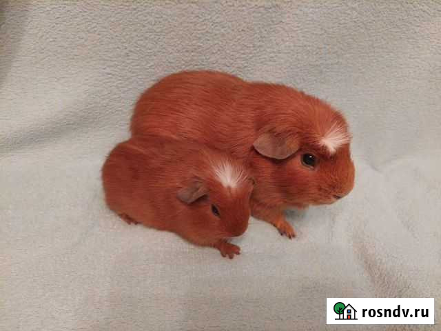 Морская свинка американский крестед мальчик Москва - изображение 1