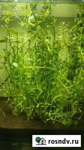 Людвигия и бакопа Ногинск - изображение 1