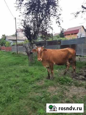 Корова с телёнком Сочи - изображение 1