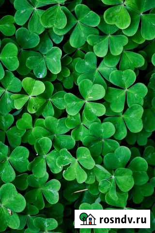 Услуги Приволжск - изображение 1