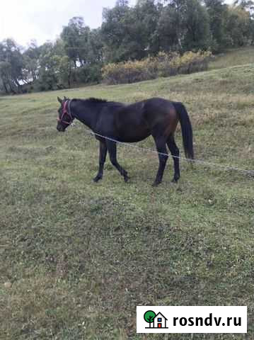 Горец Ботлих - изображение 1