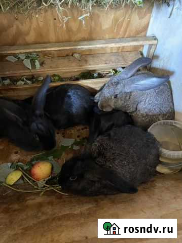Кролики на разведение Дружная Горка - изображение 1