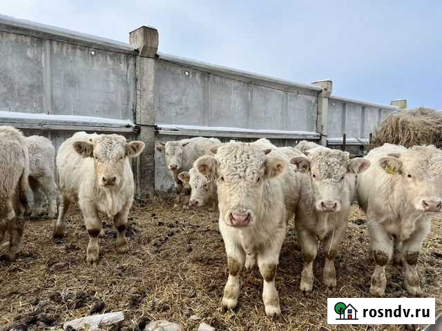 Быки Шароле Средняя Елюзань - изображение 1