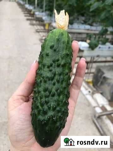 Огурцы свежие сорт мамлюк Калининская - изображение 1