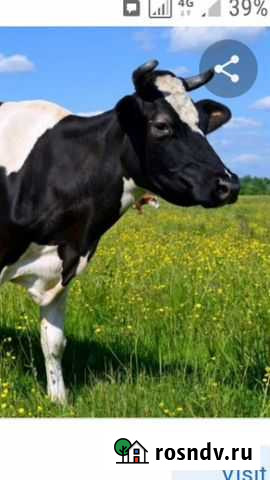 Продам коров Яшкино - изображение 1