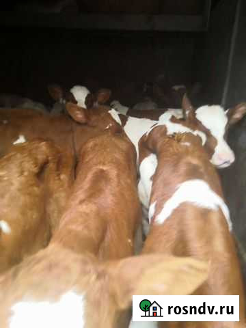 Быки Ржакса - изображение 1