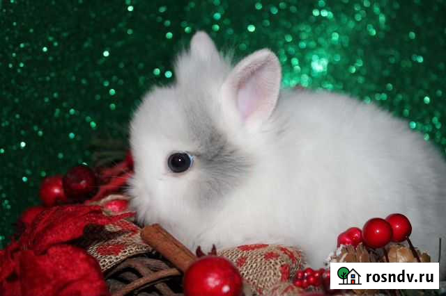 Карликовый кролик Краснодар - изображение 1