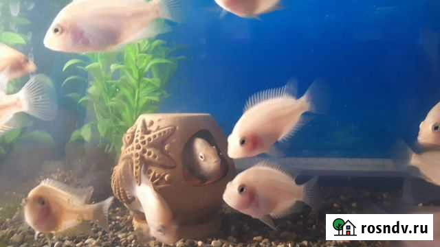 Цихлиды Коммунарка - изображение 1