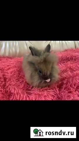 Декоративные кролики львиноголовик Москва - изображение 1