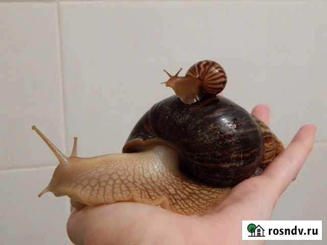 Улитки ахатины иммакулята Москва - изображение 1