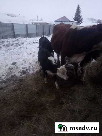 Теленок Ордынское - изображение 1