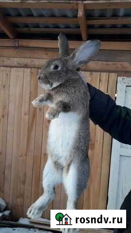 Кролики Тугулым - изображение 1