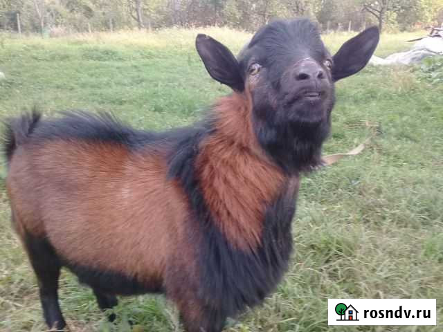 Козел камерунский на случку Ильский - изображение 1