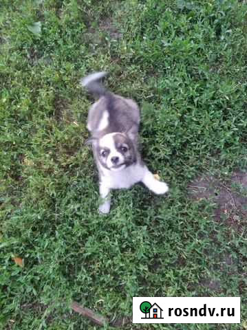 Возьму на передержку животных Горелое - изображение 1