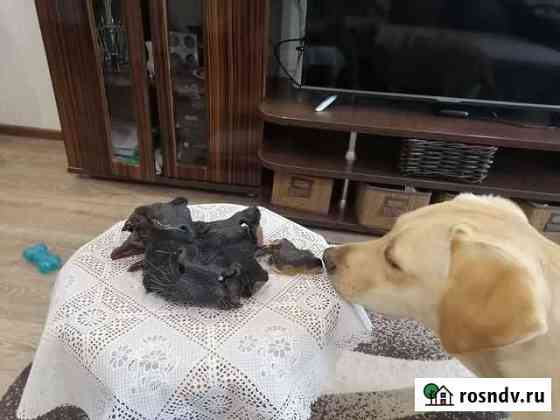 Сушенные лакомства для собак Тольятти