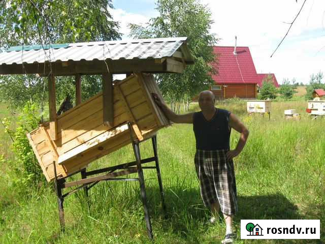 Продам пчелосемьи и рои Остров - изображение 1