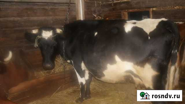 Корова Владимир - изображение 1