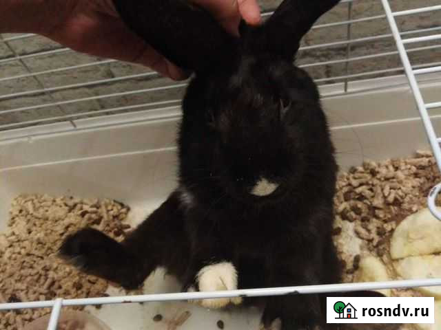 Вязка кроликов Челябинск - изображение 1