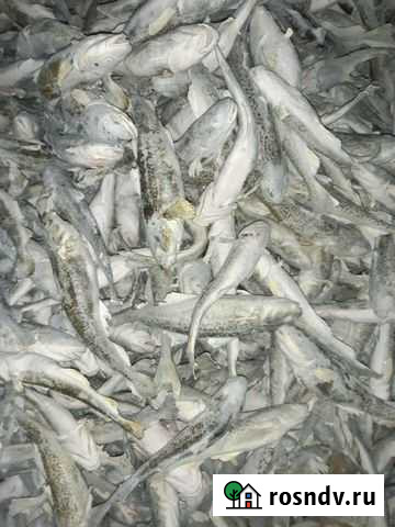 Навага Воркута - изображение 1