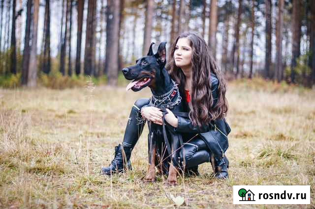Подарочные сертификаты на фото-прогулку с доберман Екатеринбург - изображение 1