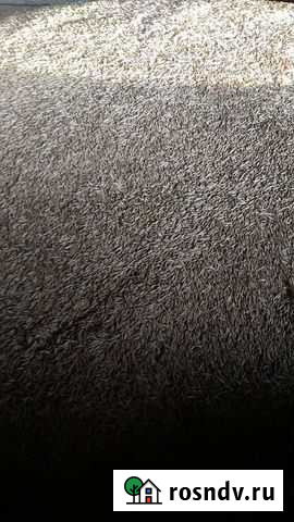 Овес Новый Оскол - изображение 1