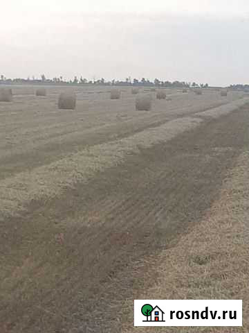 Солома ячменная Целина - изображение 1