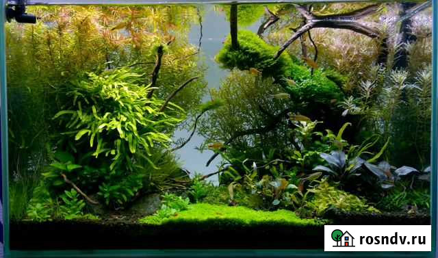 Запуск и обслуживание растительных аквариумов Тула - изображение 1