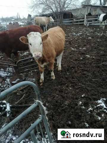 Телята тёлки Иловля - изображение 1