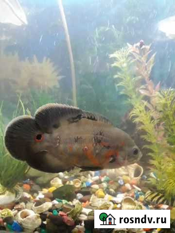 Продаётся рыбка Камышин - изображение 1