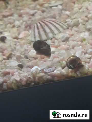 Аквариумные улитки Катушки Улан-Удэ - изображение 1