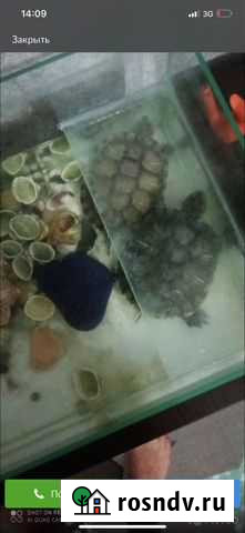 Черепахи с аквариумом Абинск - изображение 1